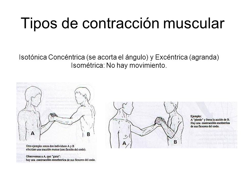 Tipos de contracción muscular
