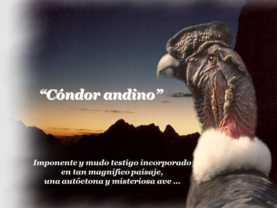 Cóndor andino Imponente y mudo testigo incorporado en tan magnífico paisaje, una autóctona y misteriosa ave …