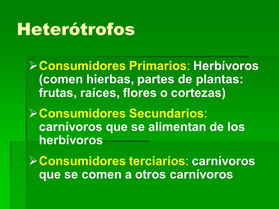 Heterótrofos Consumidores Primarios: Herbívoros (comen hierbas, partes de plantas: frutas, raíces, flores o cortezas)