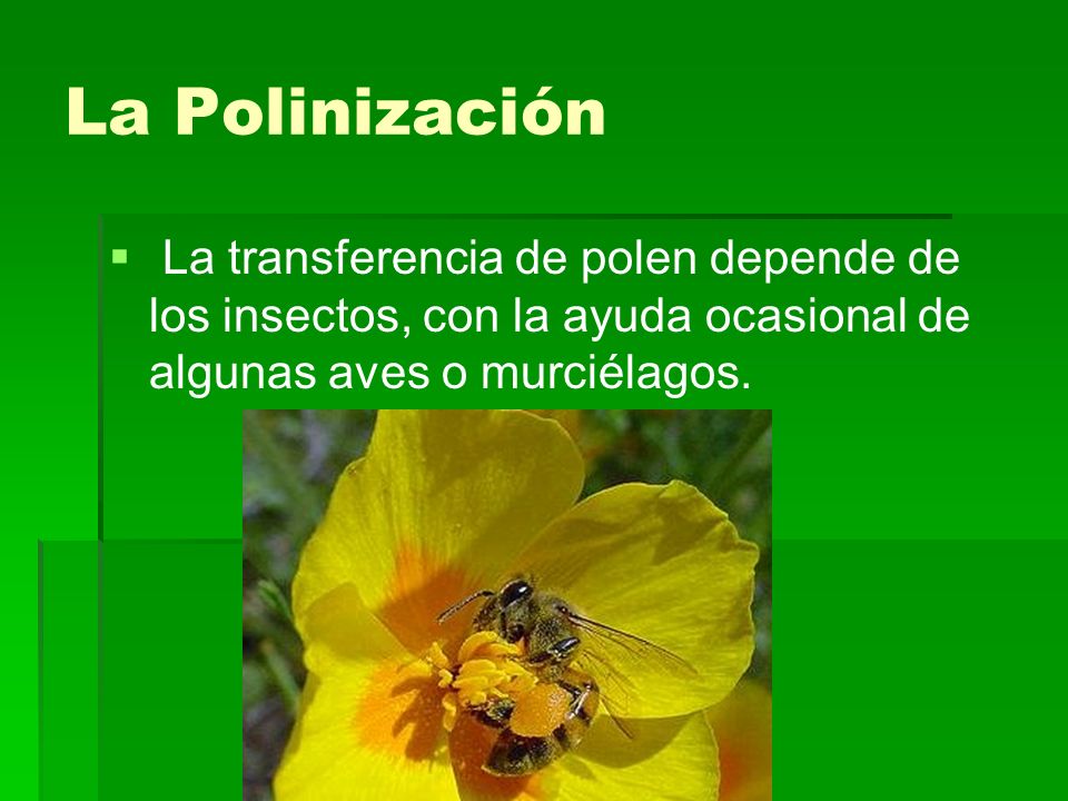 La Polinización La transferencia de polen depende de los insectos, con la ayuda ocasional de algunas aves o murciélagos.