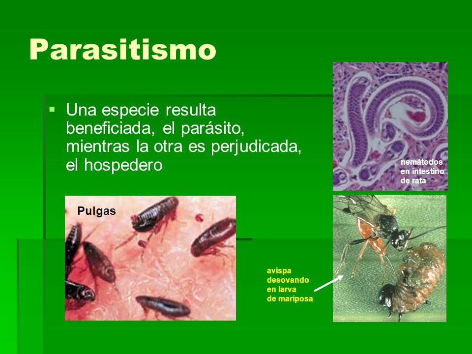 Parasitismo nemátodos. en intestino. de rata. avispa. desovando. en larva. de mariposa.