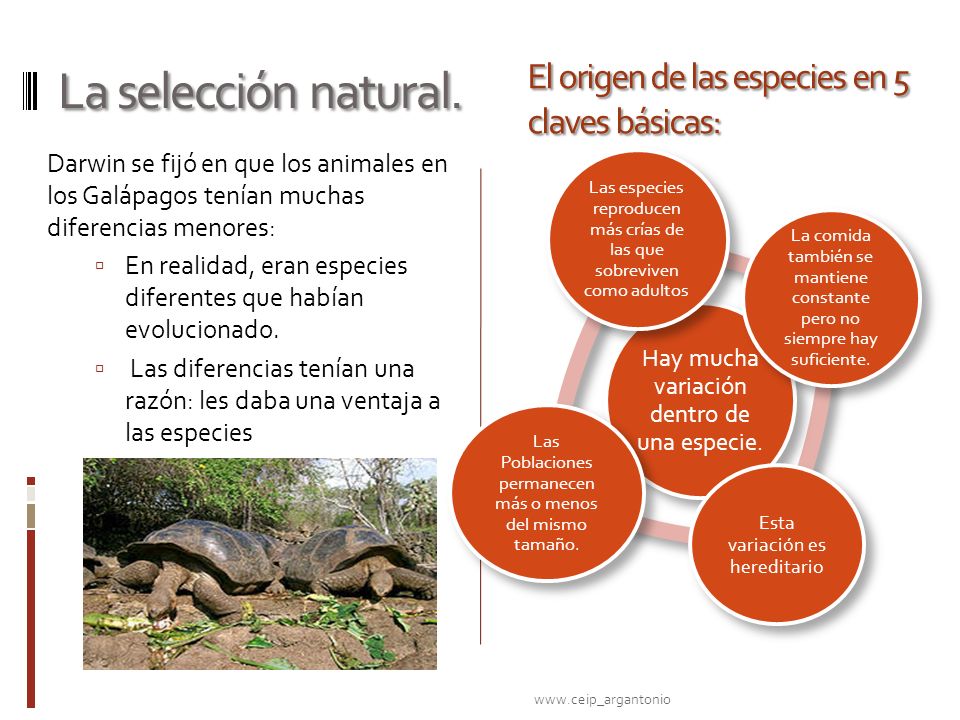 La selección natural. El origen de las especies en 5 claves básicas: