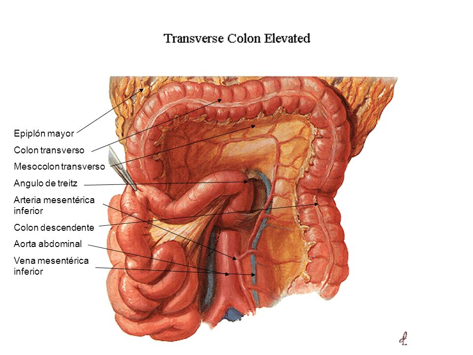 Epiplón mayor Colon transverso. Mesocolon transverso. Angulo de treitz. Arteria mesentérica inferior.