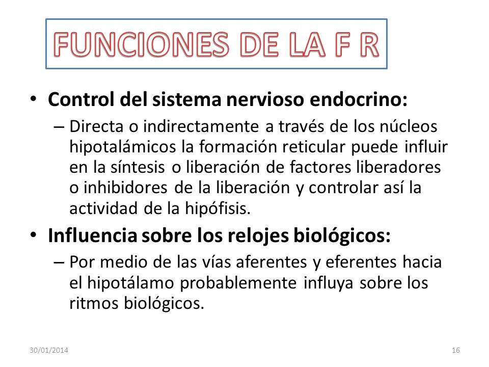 FUNCIONES DE LA F R Control del sistema nervioso endocrino: