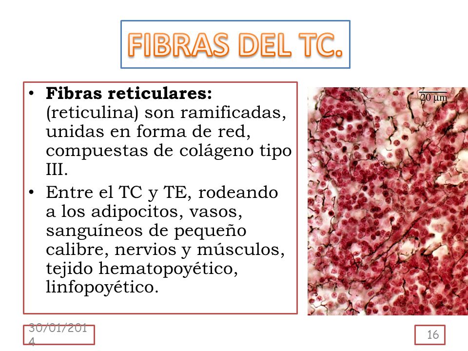 FIBRAS DEL TC. Fibras reticulares: (reticulina) son ramificadas, unidas en forma de red, compuestas de colágeno tipo III.