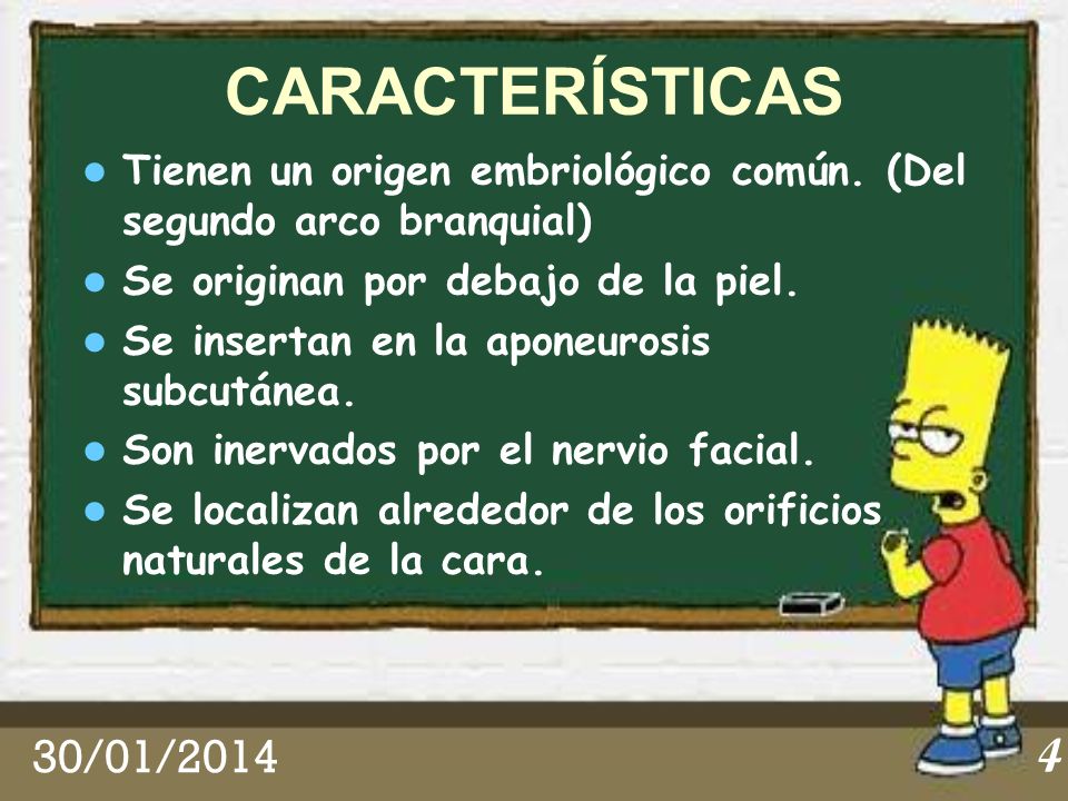 CARACTERÍSTICAS Tienen un origen embriológico común. (Del segundo arco branquial) Se originan por debajo de la piel.