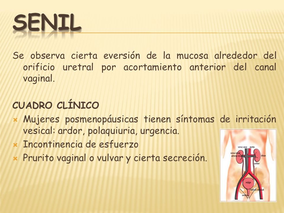 SENIL Se observa cierta eversión de la mucosa alrededor del orificio uretral por acortamiento anterior del canal vaginal.