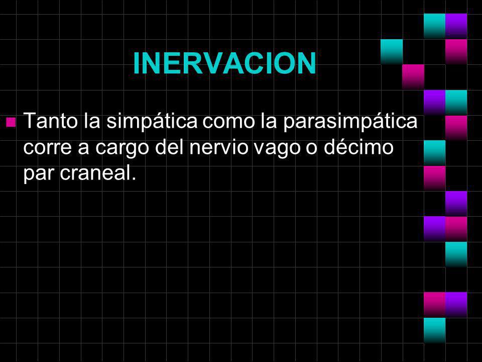 INERVACION Tanto la simpática como la parasimpática corre a cargo del nervio vago o décimo par craneal.