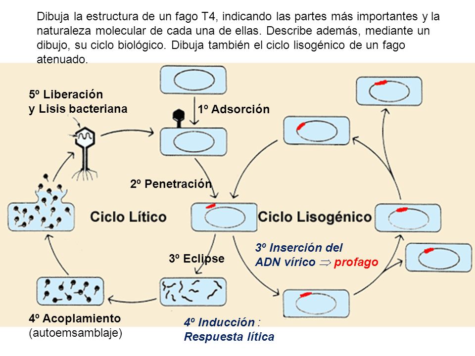 Dibuja la estructura de un fago T4, indicando las partes más importantes y la naturaleza molecular de cada una de ellas. Describe además, mediante un dibujo, su ciclo biológico. Dibuja también el ciclo lisogénico de un fago atenuado.