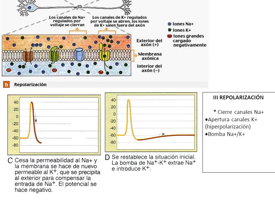III REPOLARIZACIÓN * Cierre canales Na+ Apertura canales K+ (hiperpolarización) Bomba Na+/K+