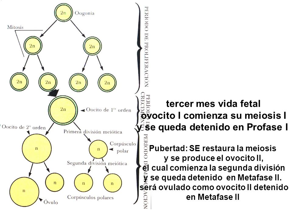 ovocito I comienza su meiosis I y se queda detenido en Profase I