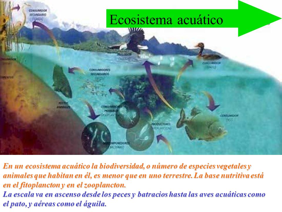 Ecosistema acuático