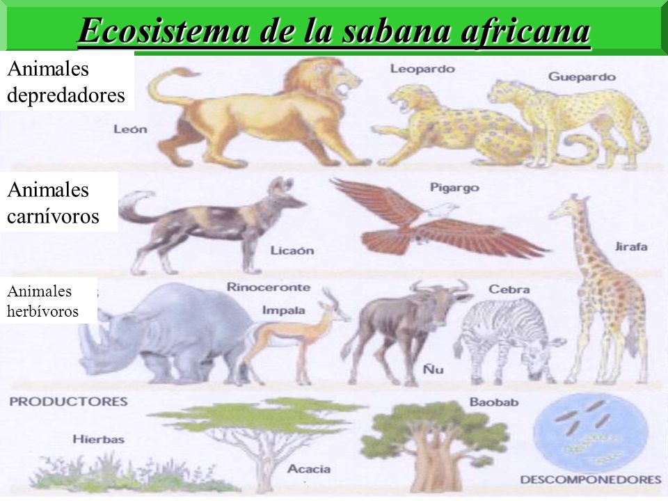 Ecosistema de la sabana africana