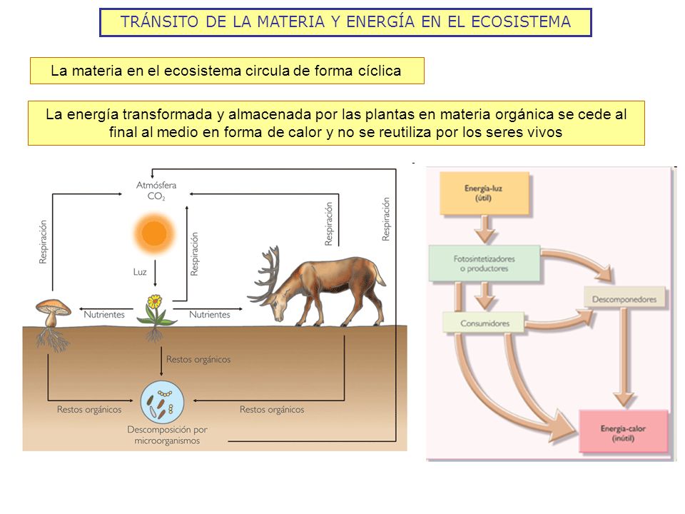 TRÁNSITO DE LA MATERIA Y ENERGÍA EN EL ECOSISTEMA