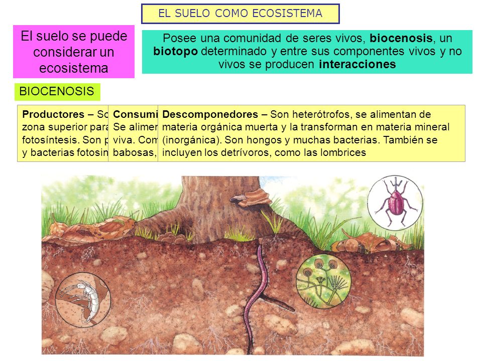 El suelo se puede considerar un ecosistema