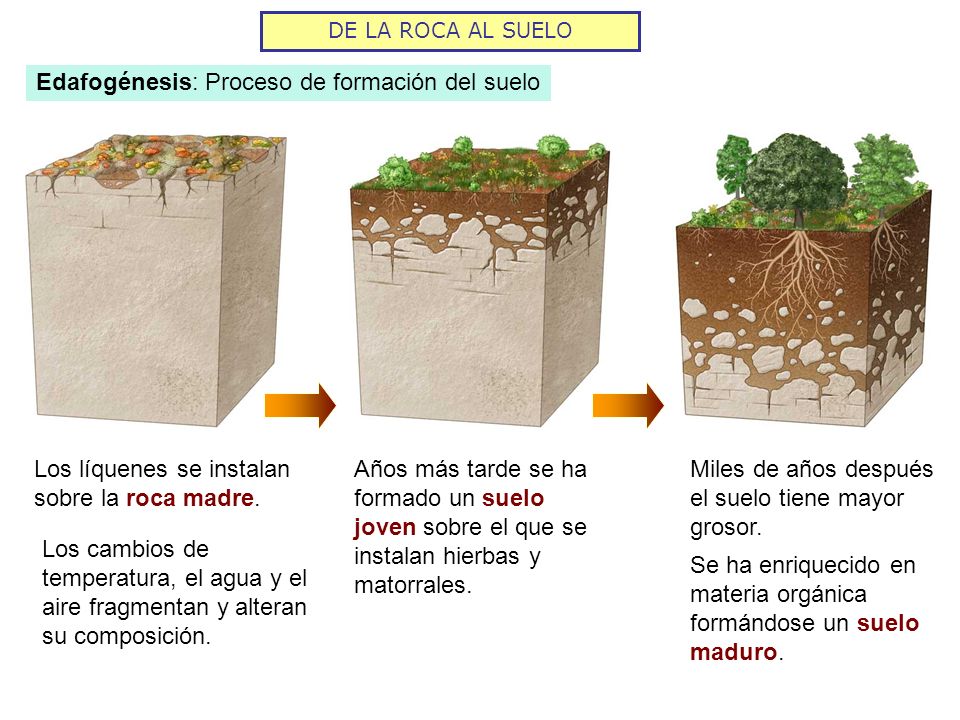 Edafogénesis: Proceso de formación del suelo
