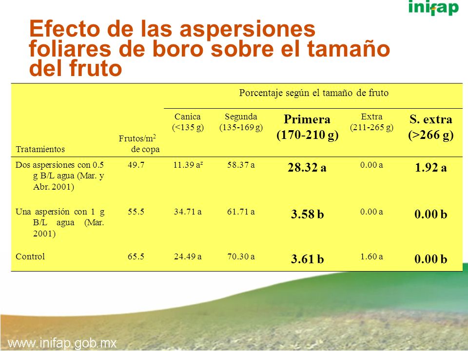 Efecto de las aspersiones foliares de boro sobre el tamaño del fruto