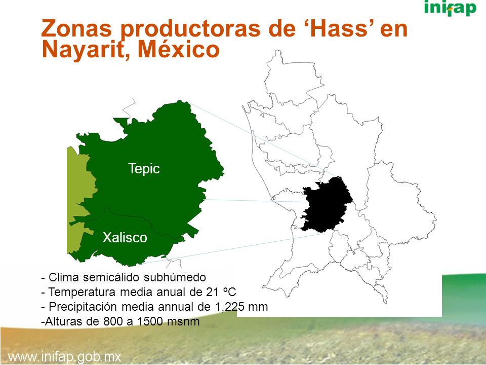 Zonas productoras de ‘Hass’ en Nayarit, México