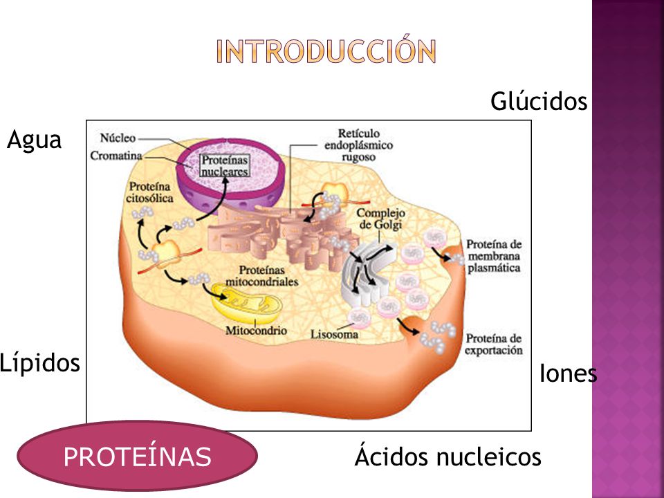 Introducción Glúcidos Agua Lípidos Iones PROTEÍNAS PROTEÍNAS