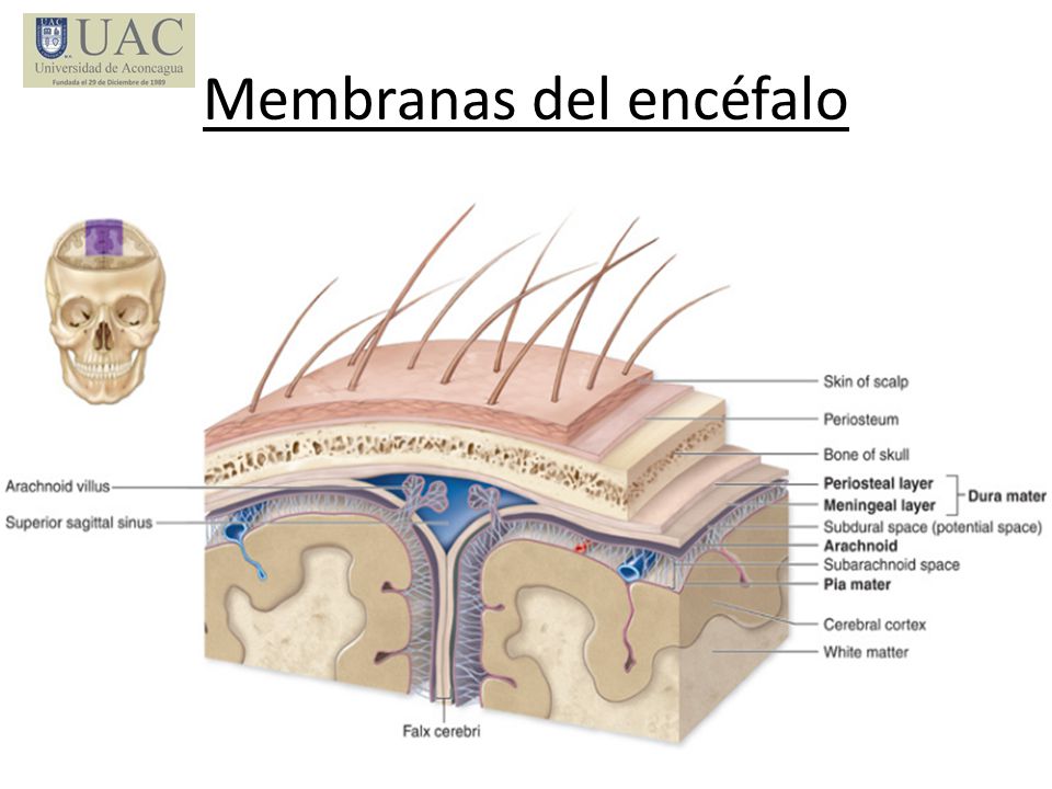 Membranas del encéfalo