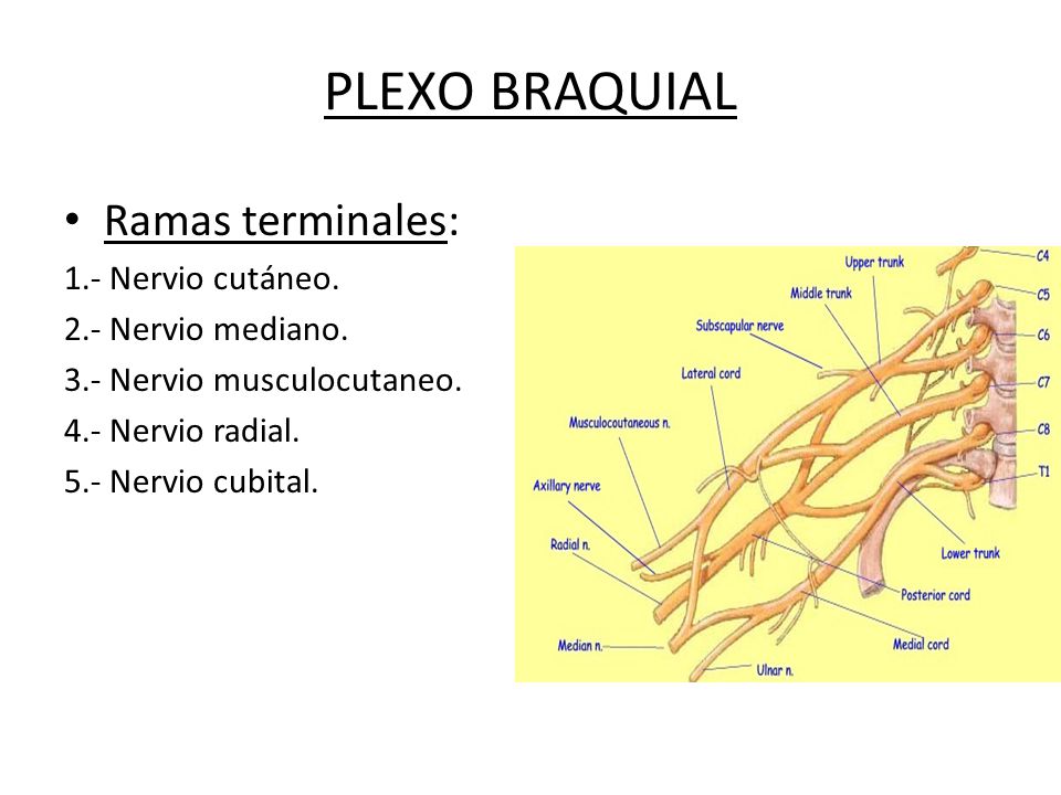 PLEXO BRAQUIAL Ramas terminales: 1.- Nervio cutáneo.