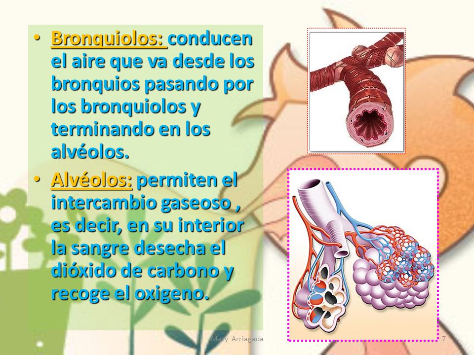 Bronquiolos: conducen el aire que va desde los bronquios pasando por los bronquiolos y terminando en los alvéolos.