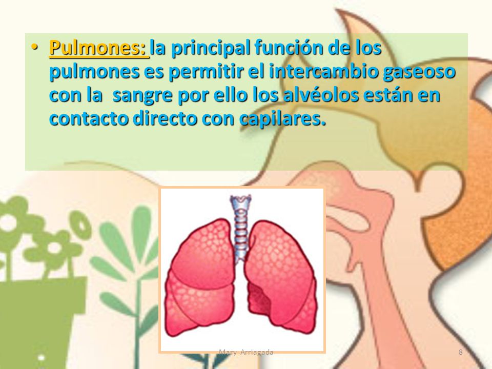 Pulmones: la principal función de los pulmones es permitir el intercambio gaseoso con la sangre por ello los alvéolos están en contacto directo con capilares.