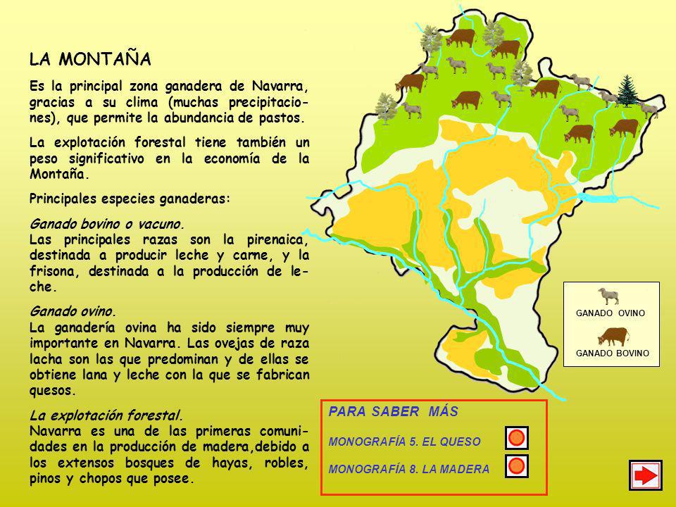 LA MONTAÑA Es la principal zona ganadera de Navarra, gracias a su clima (muchas precipitacio-nes), que permite la abundancia de pastos.