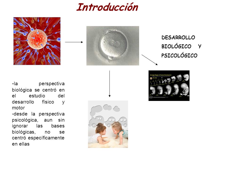 Introducción DESARROLLO BIOLÓGICO Y PSICOLÓGICO. -la perspectiva biológica se centró en el estudio del desarrollo físico y motor.