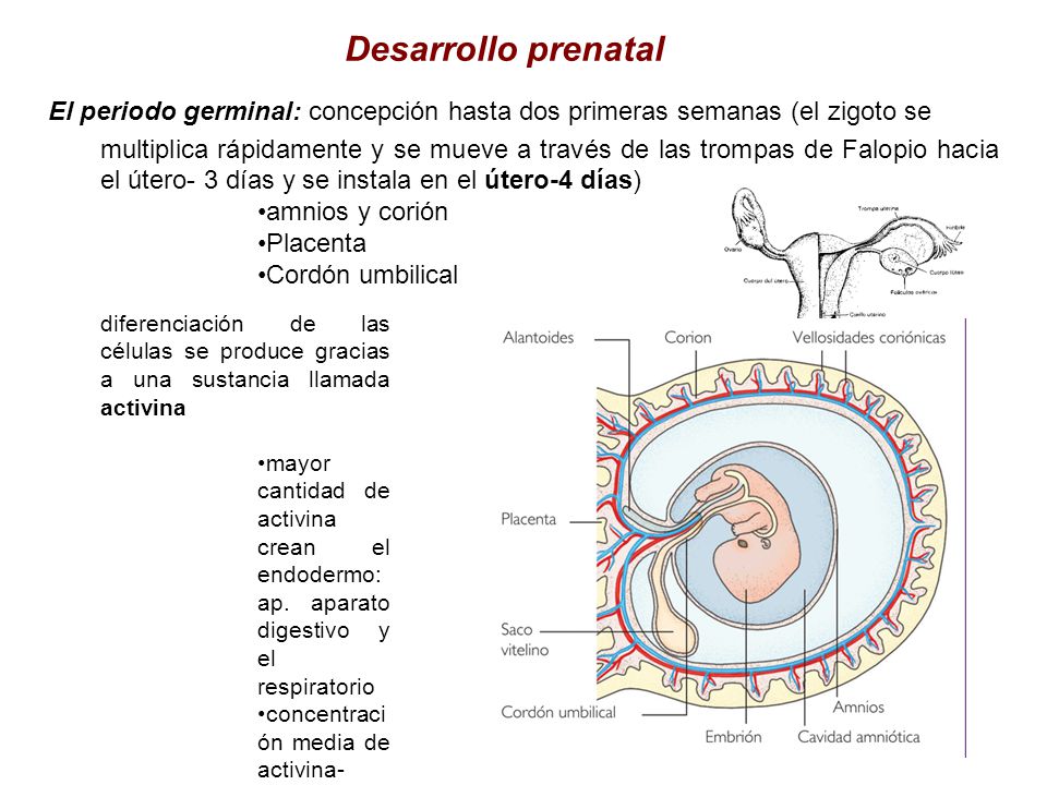 Desarrollo prenatal El periodo germinal: concepción hasta dos primeras semanas (el zigoto se.