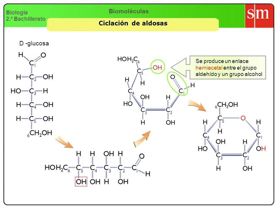 Biomoléculas Ciclación de aldosas D -glucosa Biología 2.º Bachillerato