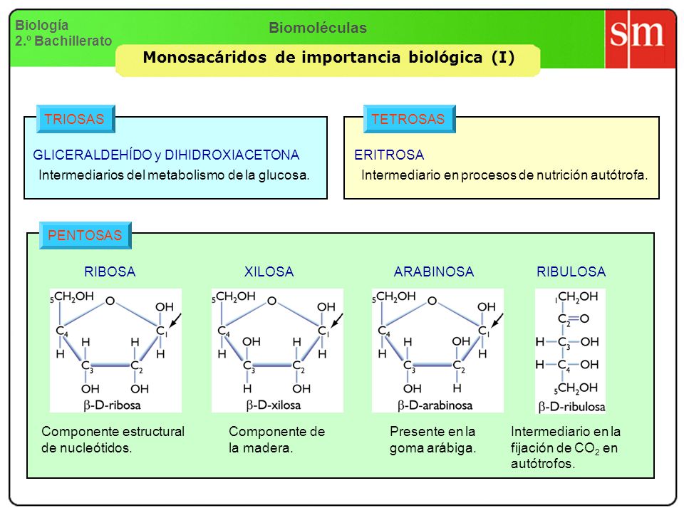 Monosacáridos de importancia biológica (I)
