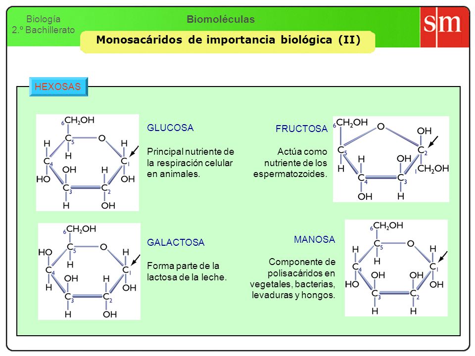 Monosacáridos de importancia biológica (II)
