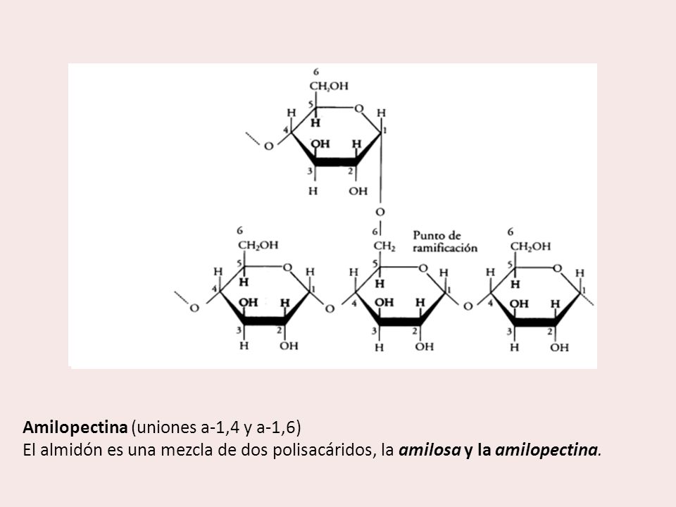Amilopectina (uniones a-1,4 y a-1,6)
