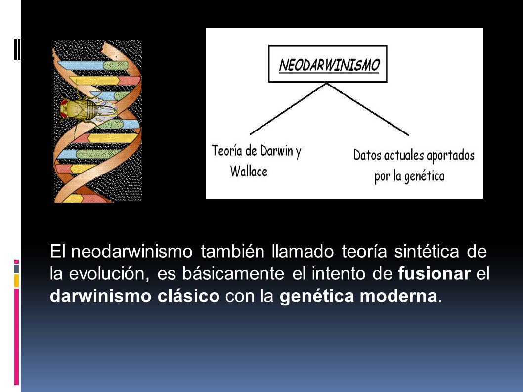 El neodarwinismo también llamado teoría sintética de la evolución, es básicamente el intento de fusionar el darwinismo clásico con la genética moderna.