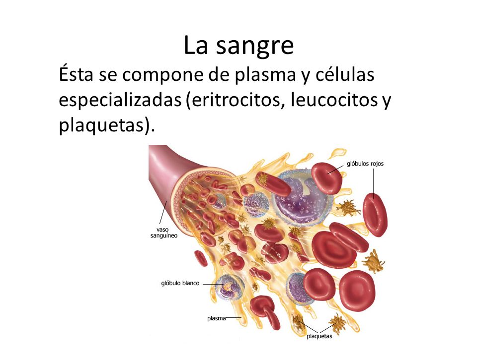 La sangre Ésta se compone de plasma y células especializadas (eritrocitos, leucocitos y plaquetas).