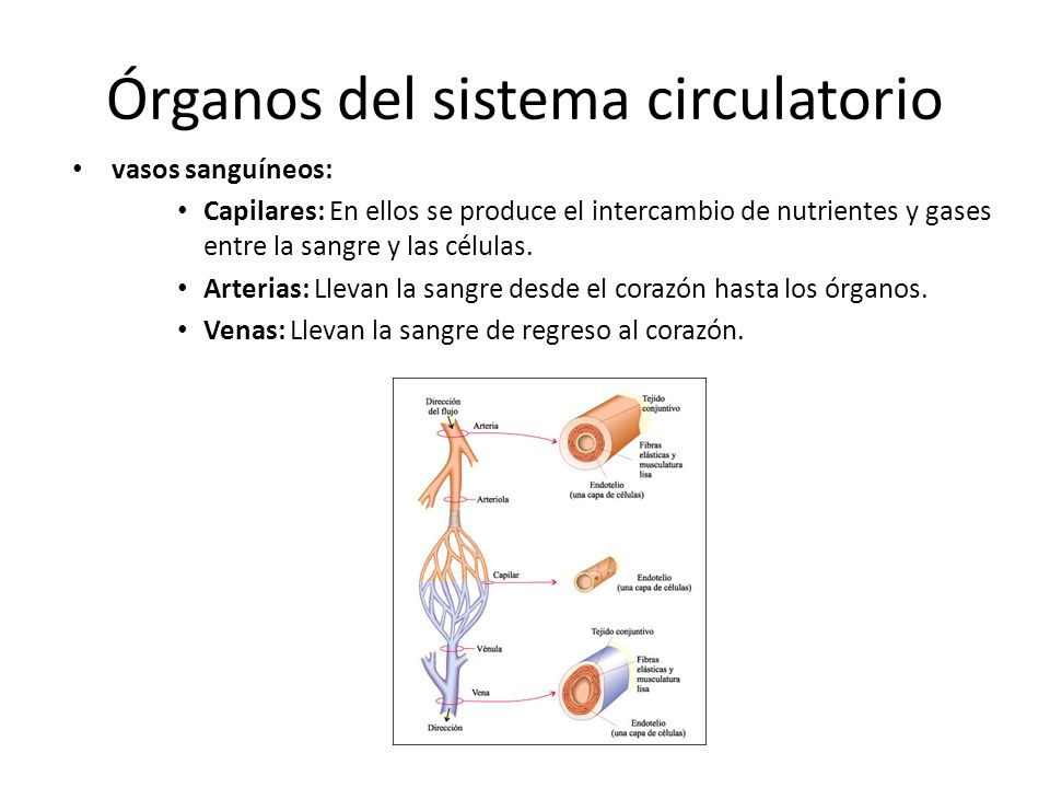Órganos del sistema circulatorio