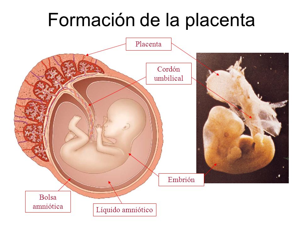 Formación de la placenta