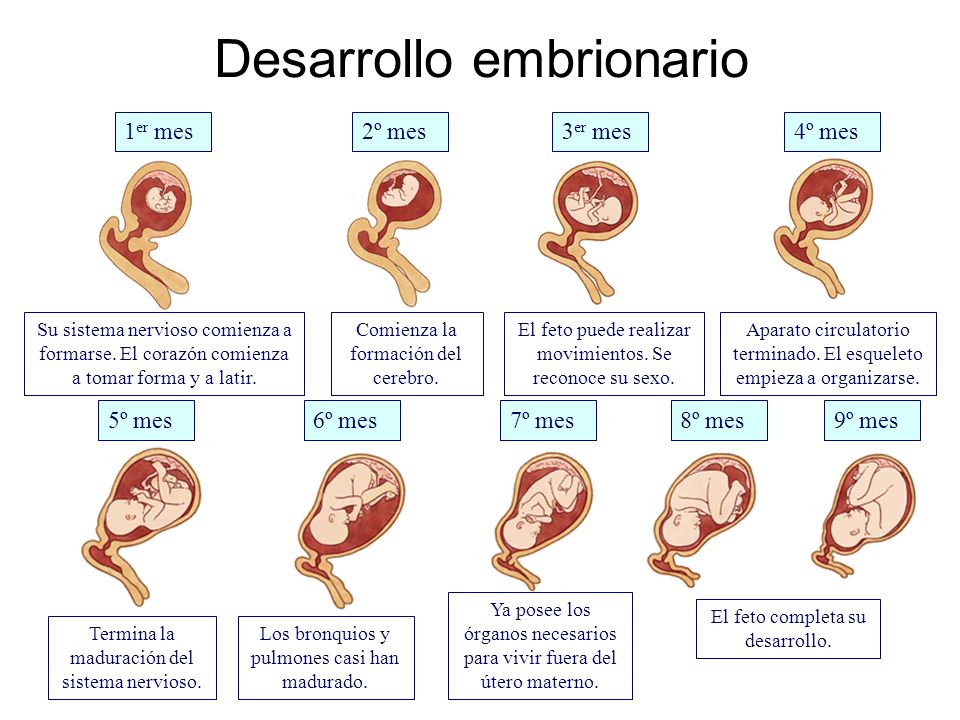 Desarrollo embrionario