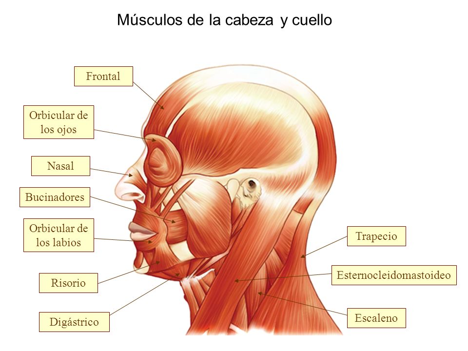 Músculos de la cabeza y cuello