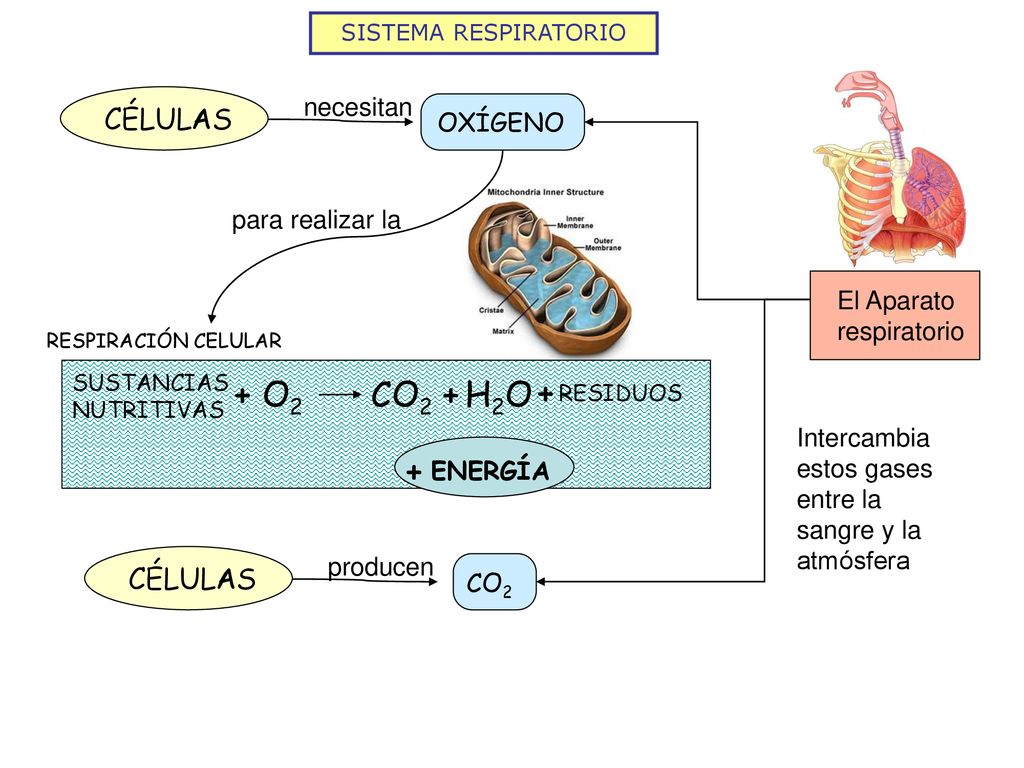 + O2 CO2 + H2O + + CÉLULAS CÉLULAS necesitan OXÍGENO para realizar la