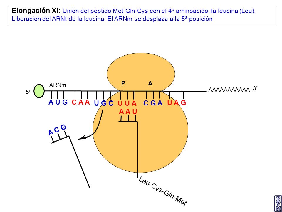 Elongación XI: Unión del péptido Met-Gln-Cys con el 4º aminoácido, la leucina (Leu). Liberación del ARNt de la leucina. El ARNm se desplaza a la 5ª posición