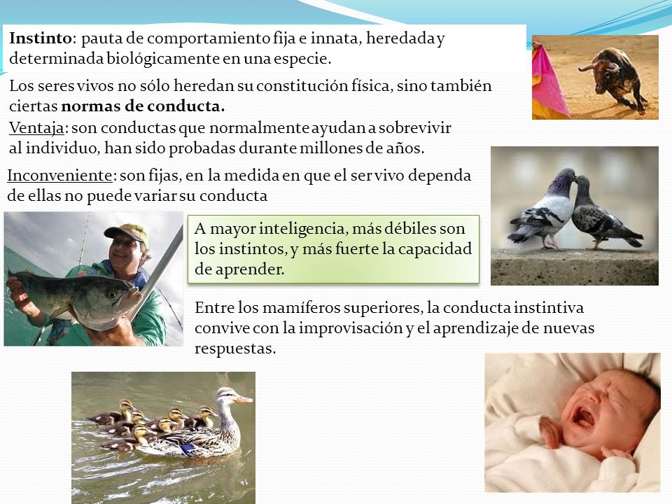 Instinto: pauta de comportamiento fija e innata, heredada y determinada biológicamente en una especie.