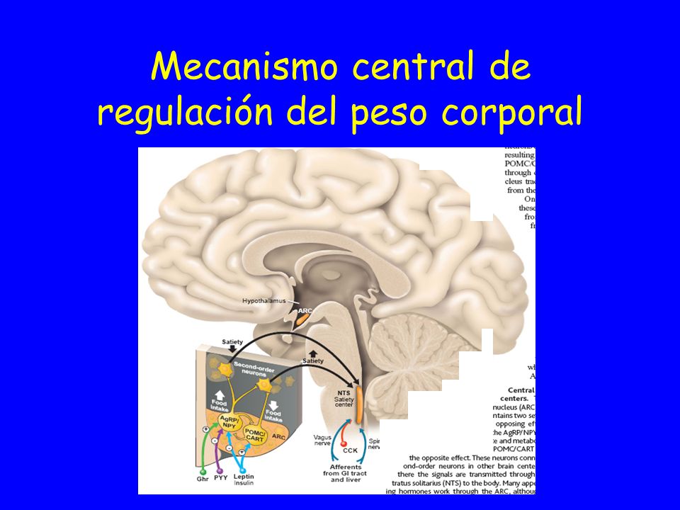 Mecanismo central de regulación del peso corporal