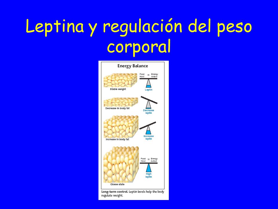 Leptina y regulación del peso corporal