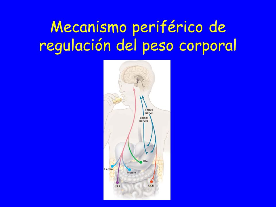 Mecanismo periférico de regulación del peso corporal