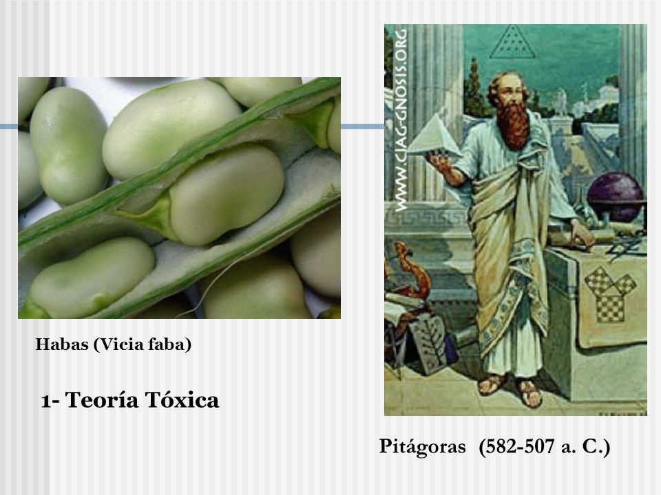 Habas (Vicia faba) 1- Teoría Tóxica Pitágoras ( a. C.)