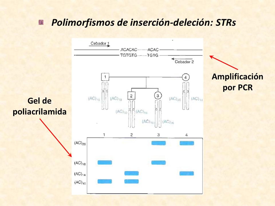 Polimorfismos de inserción-deleción: STRs