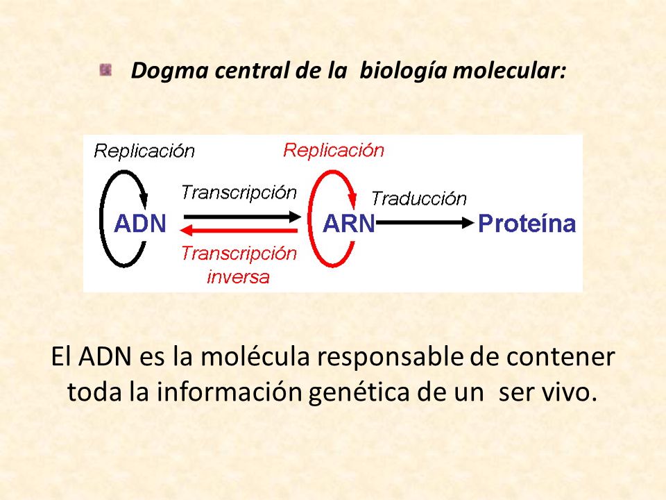 Dogma central de la biología molecular: