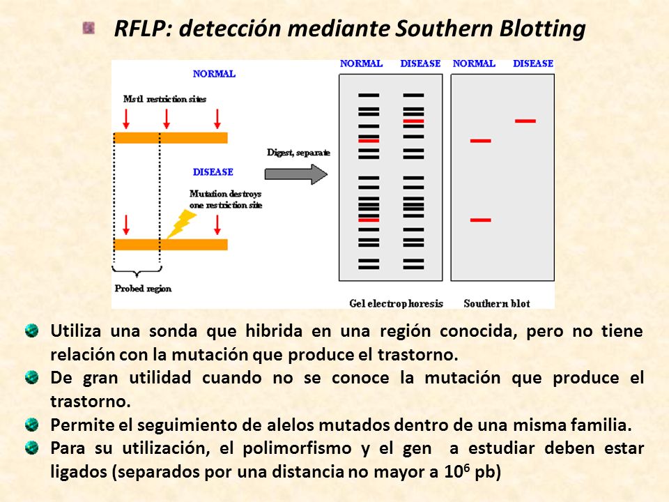 RFLP: detección mediante Southern Blotting